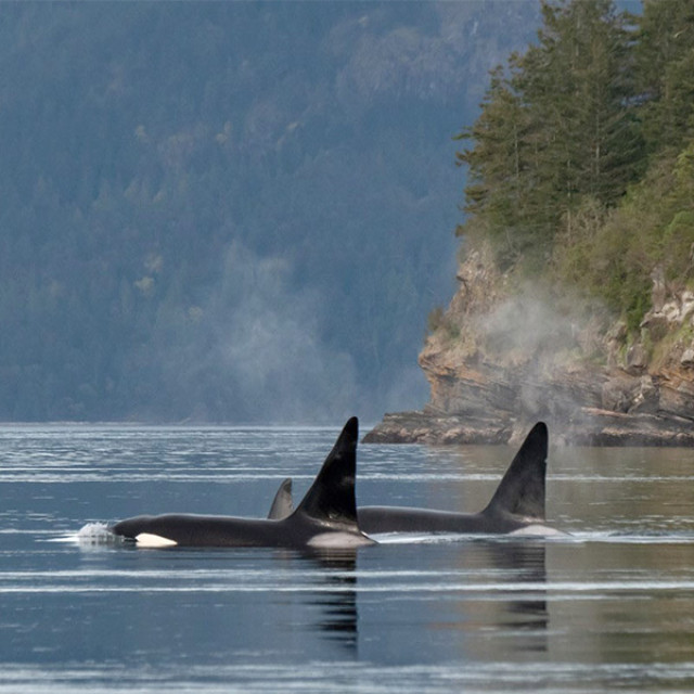Orca whales seen on a whale-watching tour near the San Juan Islands in Washington