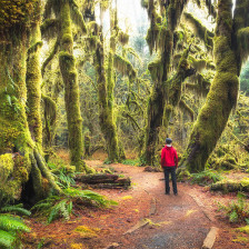 Visitor walking the Hall of Mosses Trail in Olympic National Park in Washington